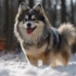 Blue Merle Pomsky Price: What You Need To Know Before Buying