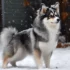Brown Pomskies: A Guide To Appearance And Personality Traits