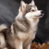 Pomsky Vs Pomeranian: Understanding The Differences And Similarities