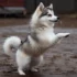 Blue Sky Pomskies: The Ultimate Guide To This Designer Dog Breed