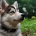Stunning Pictures Of Pomskies: A Visual Guide To The Adorable Pomeranian Husky Mix