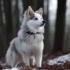 Cream Pomsky: A Guide To This Adorable Breed
