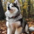 Choosing The Best Pomsky Breeder: Tips And Tricks