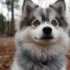 Teacup Pomsky Size: How Small Can These Adorable Pomskies Get?