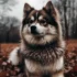 FAQs about Pomsky Dog for Sale