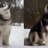 Pomsky Husky Mix Breeds: Understanding The Temperament And Behavior