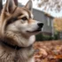 Aussie Pomsky Mix: What You Need To Know About This Adorable Hybrid