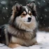 Pomsky Vs Husky Size: How Big Do Pomskies Actually Get?