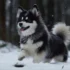 Pomsky Dogs For Sale: Where To Find The Perfect Pomsky Puppy