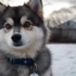 Pomsky Puppies For Sale In Tampa