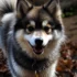 Cute And Unique Names For Your Pomsky: Inspiration For Naming Your New Furry Friend