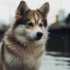 F2 Pomskies: Understanding The Personality Traits And Behavior