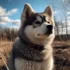 FAQs about Pomsky for Sale Michigan