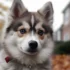 Pomsky 101: Understanding This Adorable Mixed Breed