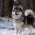 Caring For Your Pomsky: Tips For Keeping Your Furry Friend Healthy And Happy