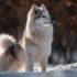 A Comprehensive Guide To Pomsky Personality Traits