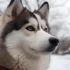 Angel Creek Pomskies: Your Guide To Finding The Perfect Pomsky Companion