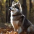 Cheap Pomsky Puppies For Sale: Tips On Finding The Perfect Companion