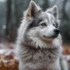 Pomsky Rescue Near Me: Tips For Finding Your Perfect Furry Companion