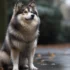 Ponderosa Pomskies: Everything You Need To Know About This Adorable Pomsky Breeder
