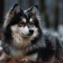 Everything You Need To Know About Second Generation Pomskies