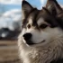 Pomskies for Sale in Fresno, CA