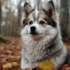 Pomsky Puppies Houston: Where to Find Your Furry Friend