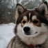 How Big Do Pomskies Get? Understanding the Size and Appearance of Pomsky Puppies