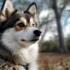 Adorable Pomsky Puppies for Sale on Long Island