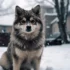 Pomsky Look-Alikes: Spotting Similar Breeds