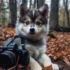 Discover the Best Pomsky Puppies in MN