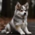 Find the Perfect Pomsky Puppy in NH: Tips and Recommendations