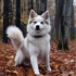 Pomsky Puppies in Orange County – Find the Perfect Furry Friend!