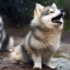 All You Need To Know About Pomsky Dogs: Size, Appearance, And Personality Traits