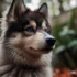 Adorable Pomsky Puppies Playing: A Fun Look into Their Personality Traits