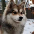 Find Your Furry Friend: Where to Buy Pomsky Puppies in Seattle