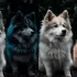 Pomsky Puppies in Seattle: Where to Find Them