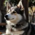 Pomsky Mix: Understanding the Adorable Crossbreed