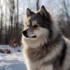 Adorable Pomsky Puppies for Sale in Texas