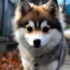 Pomsky Puppies UK: Finding the Right Breeder for Your New Furry Friend