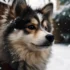 The Ultimate Guide to Understanding Pomsky Size and Appearance