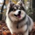 Pomsky Pack Supply: Essential Items for Your Furry Friends