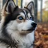 Pomsky Precio: ¿Cuánto cuesta adoptar un perro Pomsky?