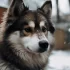 Pomsky Puppies: Everything You Need to Know About This Adorable Designer Breed