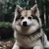 Pomsky Puppies for Adoption in Florida: Find Your Perfect Companion
