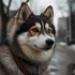 Pomsky Puppies for Adoption in Ohio: Find Your Furry Companion Today