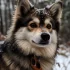 Adopt a Pomsky Puppy in NJ