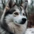 FAQs about Names for Pomsky