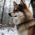 Pomsky Puppies for Sale in the Philippines: Where to Find Your Perfect Companion