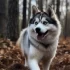 Pomsky a Venda: Onde Comprar e Qual o Preço?